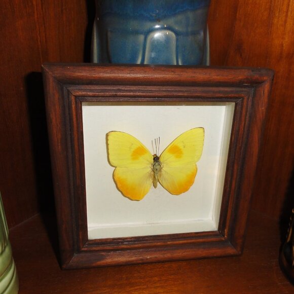 Vintage Wood Framed Orange Sulphur Butterfly oddity curiosity insect bug - Picture 10 of 13